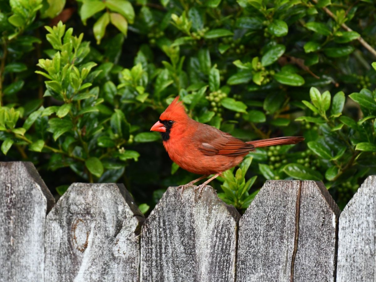 I saw a cardinal today!
